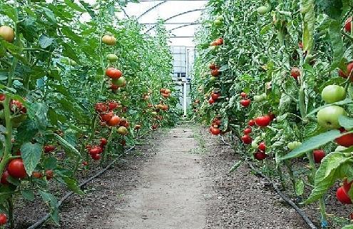 خوداتکایی 50 درصدی در تولید بذر سبزی و صیفی گلخانه ای تا سال خوداتکایی 50 درصدی در تولید بذر سبزی و صیفی گلخانه ای تا سال 1405