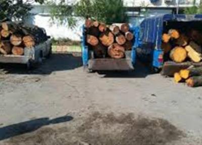 افزایش کشفیات قاچاق چوب