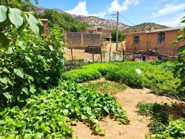 باغچه های محصول سالم در مرودشت به بار نشست باغچه های محصول سالم در مرودشت به بار نشست