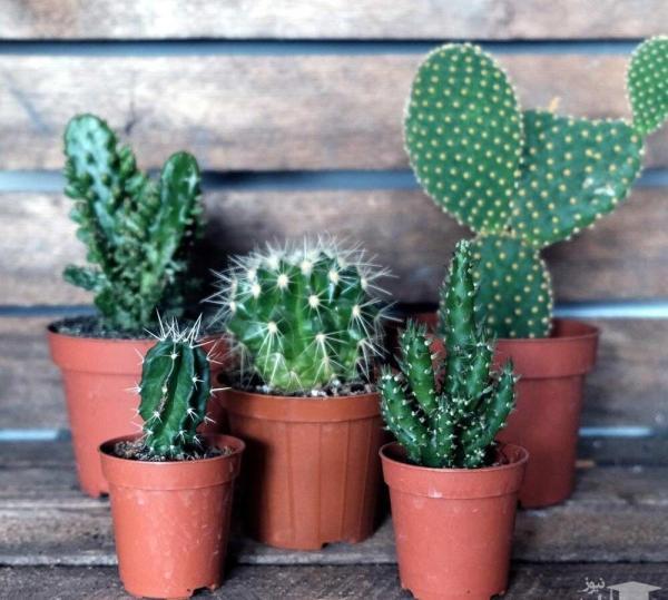 5 راهکار برای نجات یک کاکتوس در حال مرگ ، از کجا بفهمیم کاکتوس به آب بیشتری نیاز دارد؟